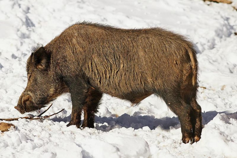 Wild Boar