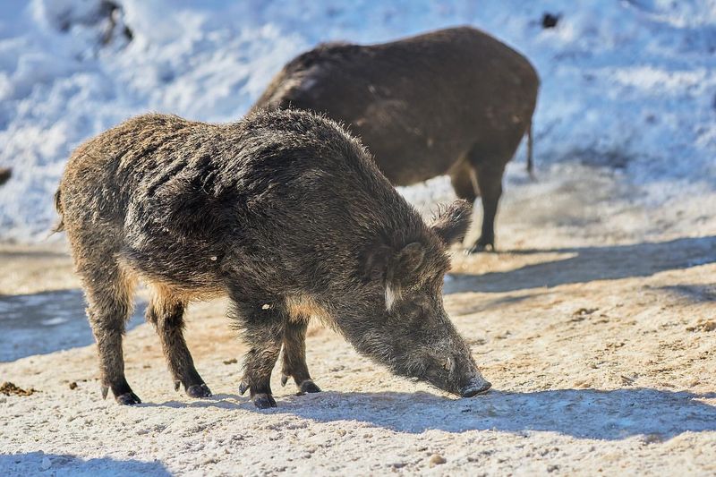 Wild Boars