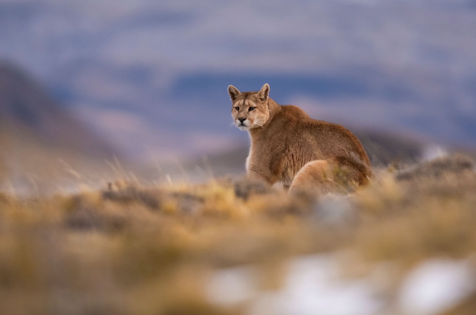 Wild Cougar