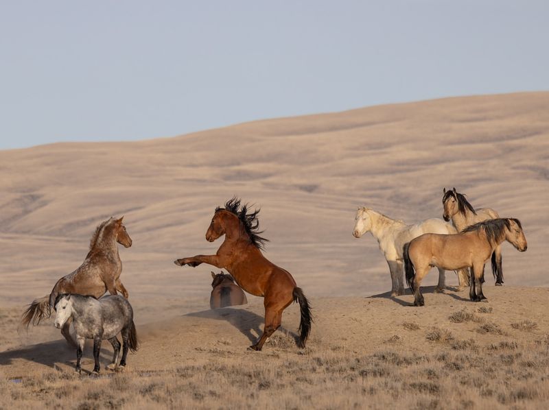 Wild Mustang