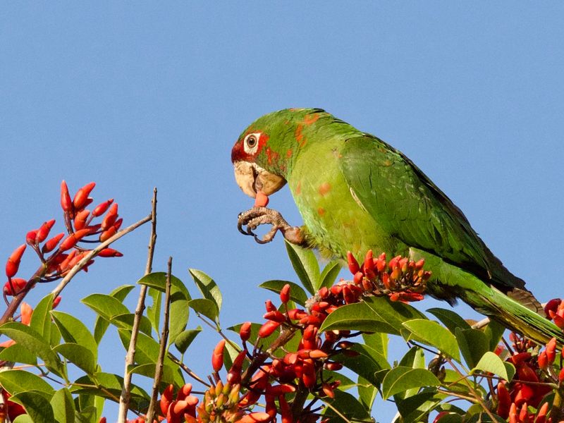 Wild Parrots