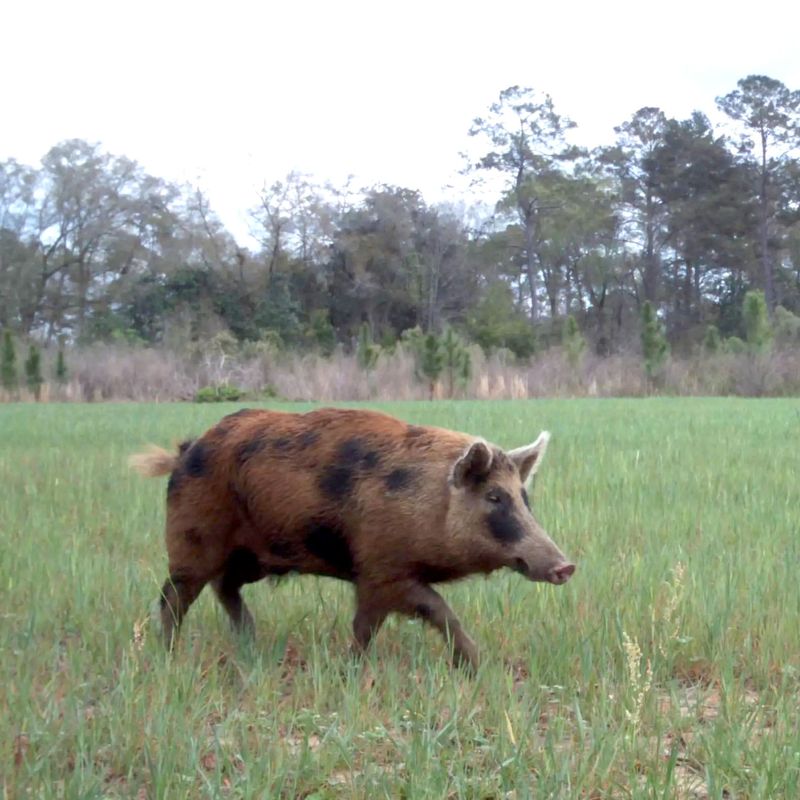 Wild Pigs (Feral Hogs)