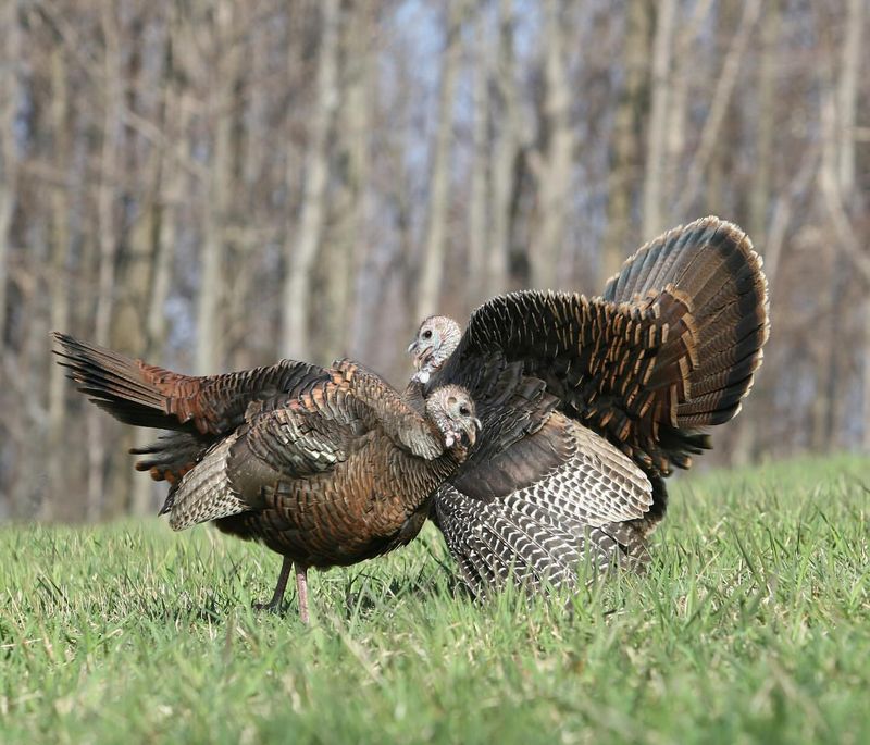 Wild Turkeys Strutting