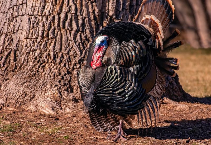 Wild Turkeys