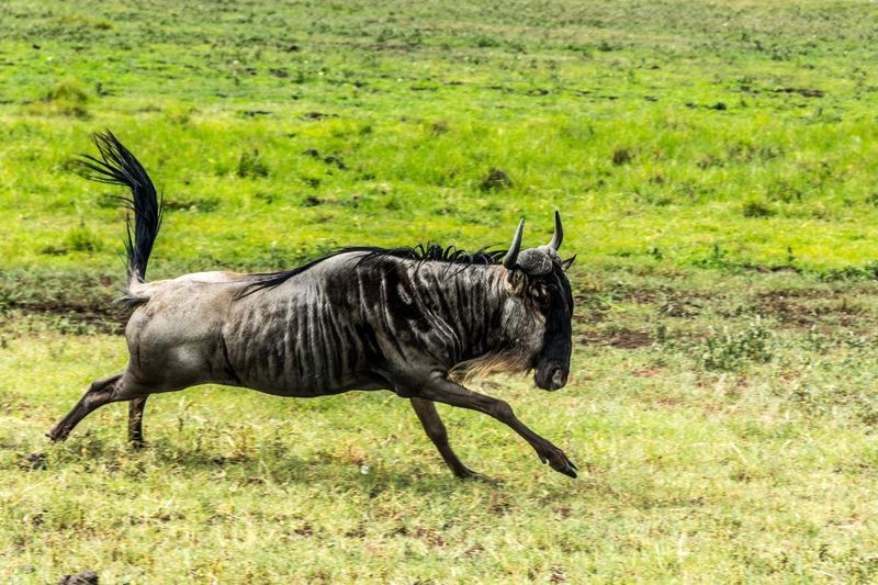 Wildebeest