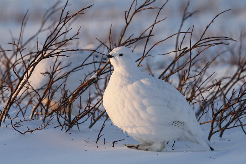 Willow Ptarmigan