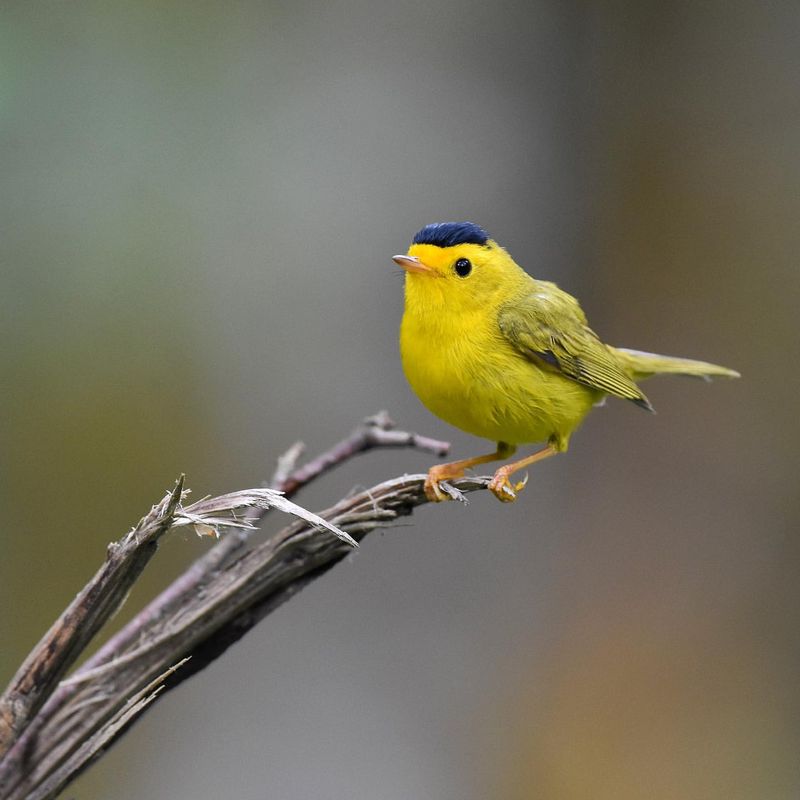 Wilson's Warbler