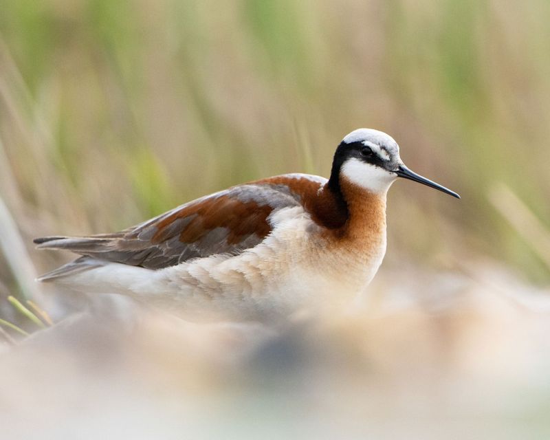 Wilson's Phalarope