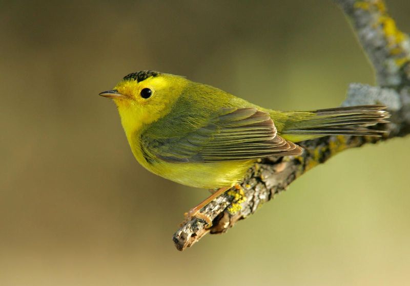 Wilson's Warbler