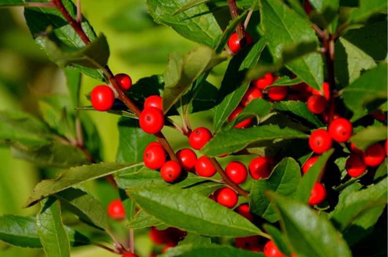 Winterberry (Ilex verticillata)