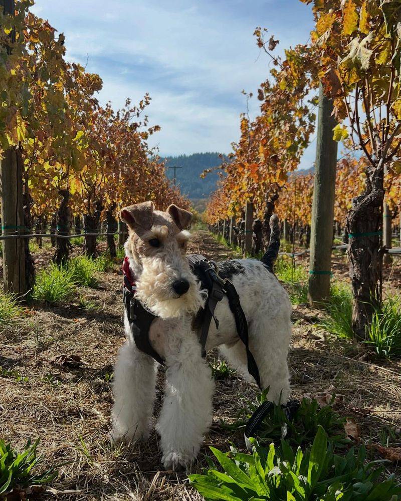 Wirehaired Fox Terrier