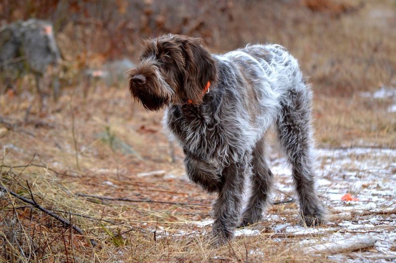 Wirehaired Pointing Griffon