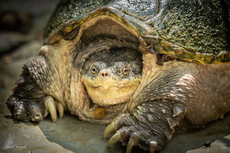 Wisconsin's Common Snapping Turtle