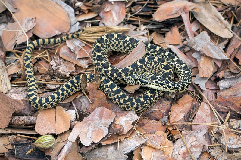 Wisconsin - Bullsnake