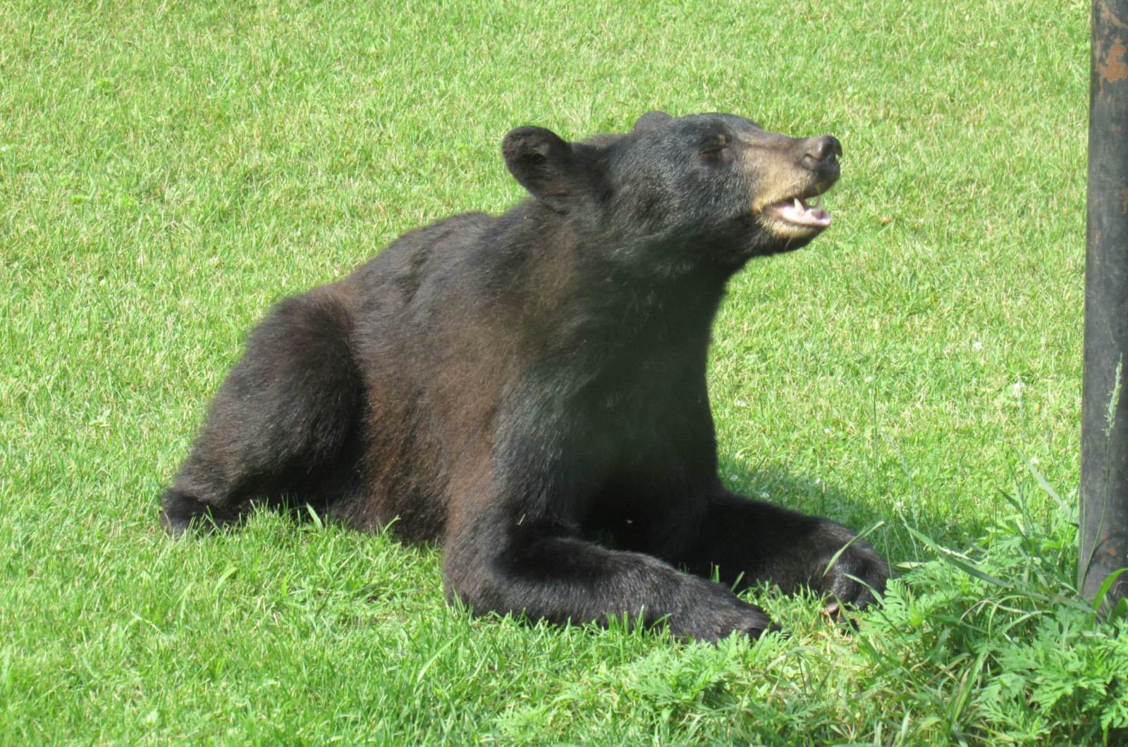 Wisconsin black bear