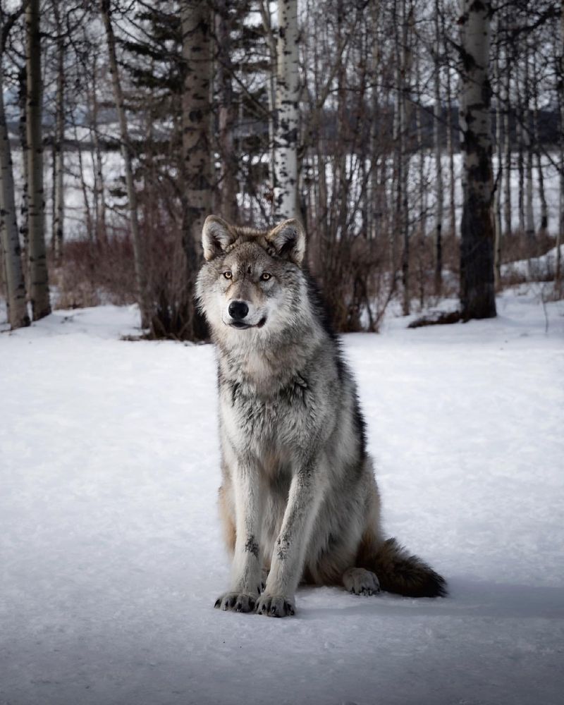 Wolf-Dog Hybrids