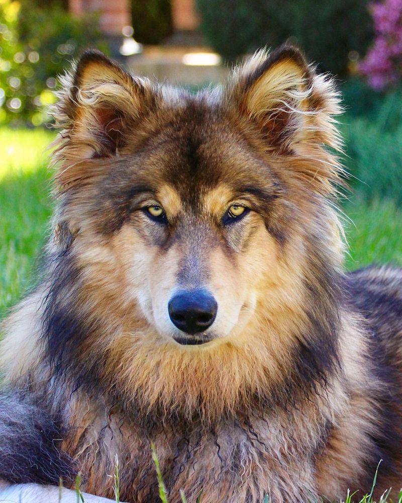 Wolf Hybrid