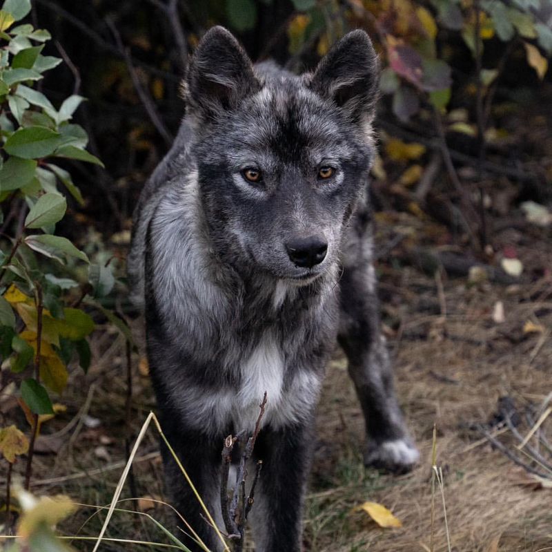 Wolfdog Hybrids