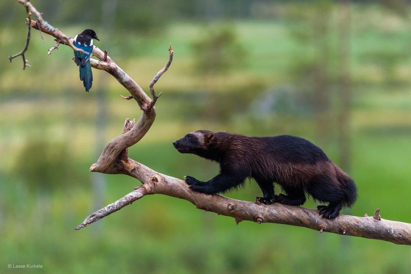 Wolverines as Ecosystem Engineers