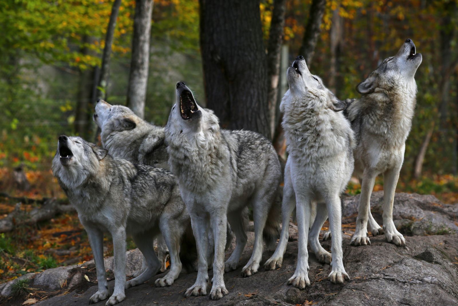 Wolves