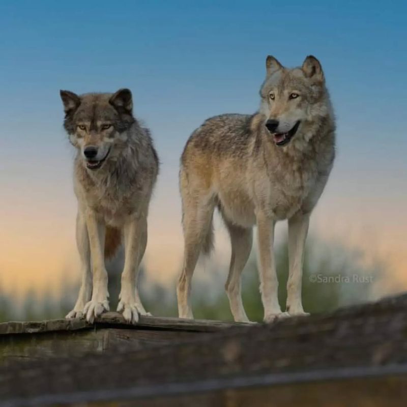 Wolves