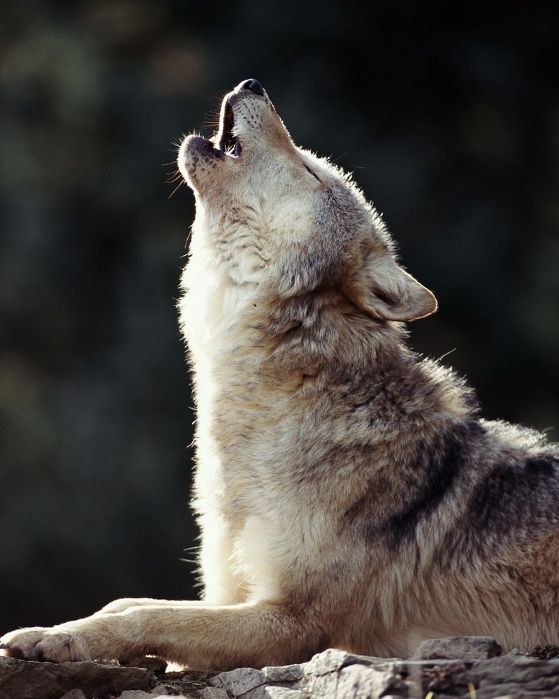 Wolves Howl at the Moon