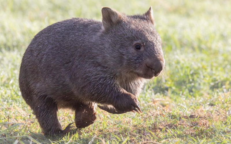 Wombat