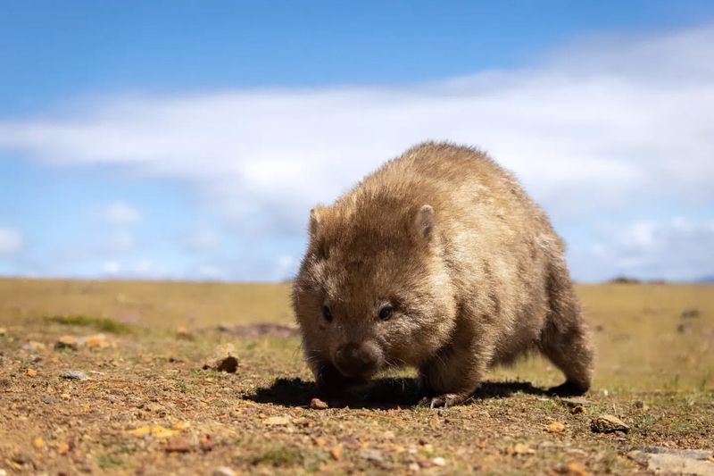 Wombat