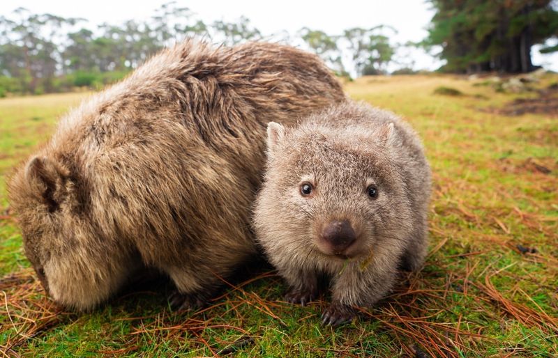 Wombat