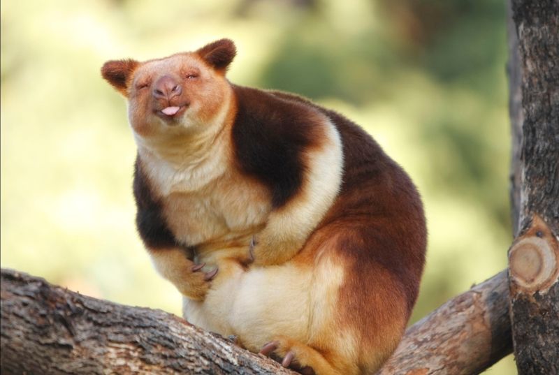 Wondiwoi Tree Kangaroo