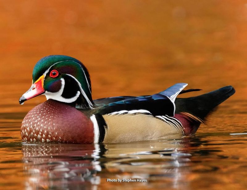 Wood Duck