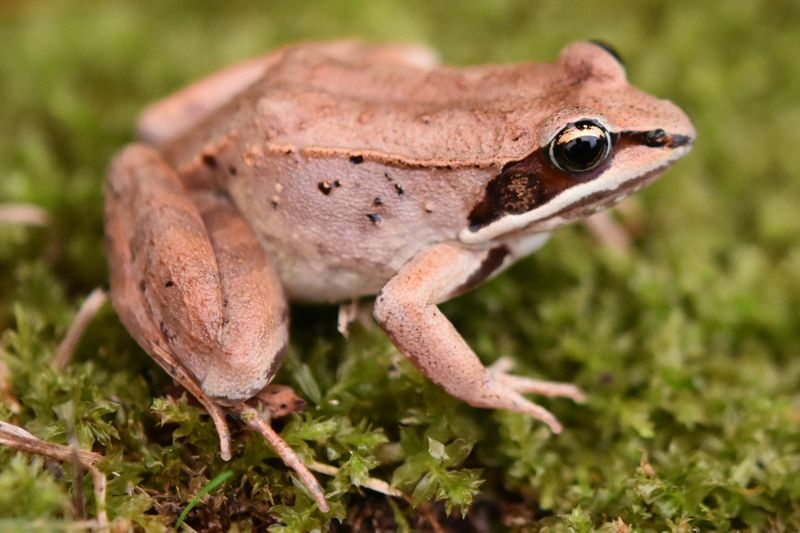 Wood Frog