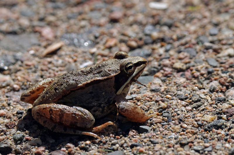 Wood Frog