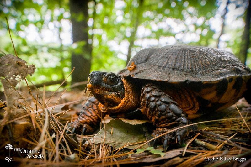 Wood Turtle