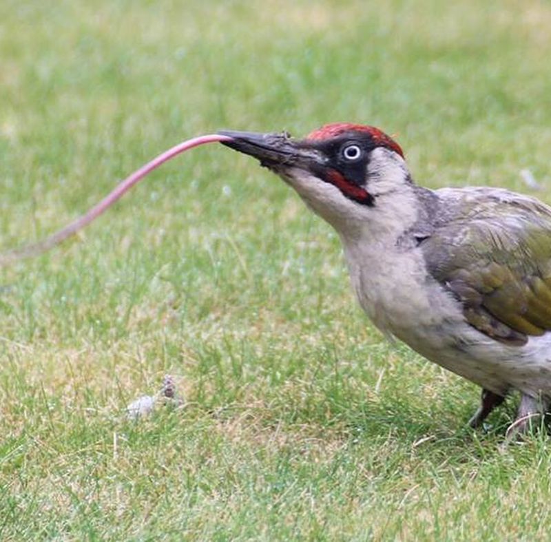 Woodpecker