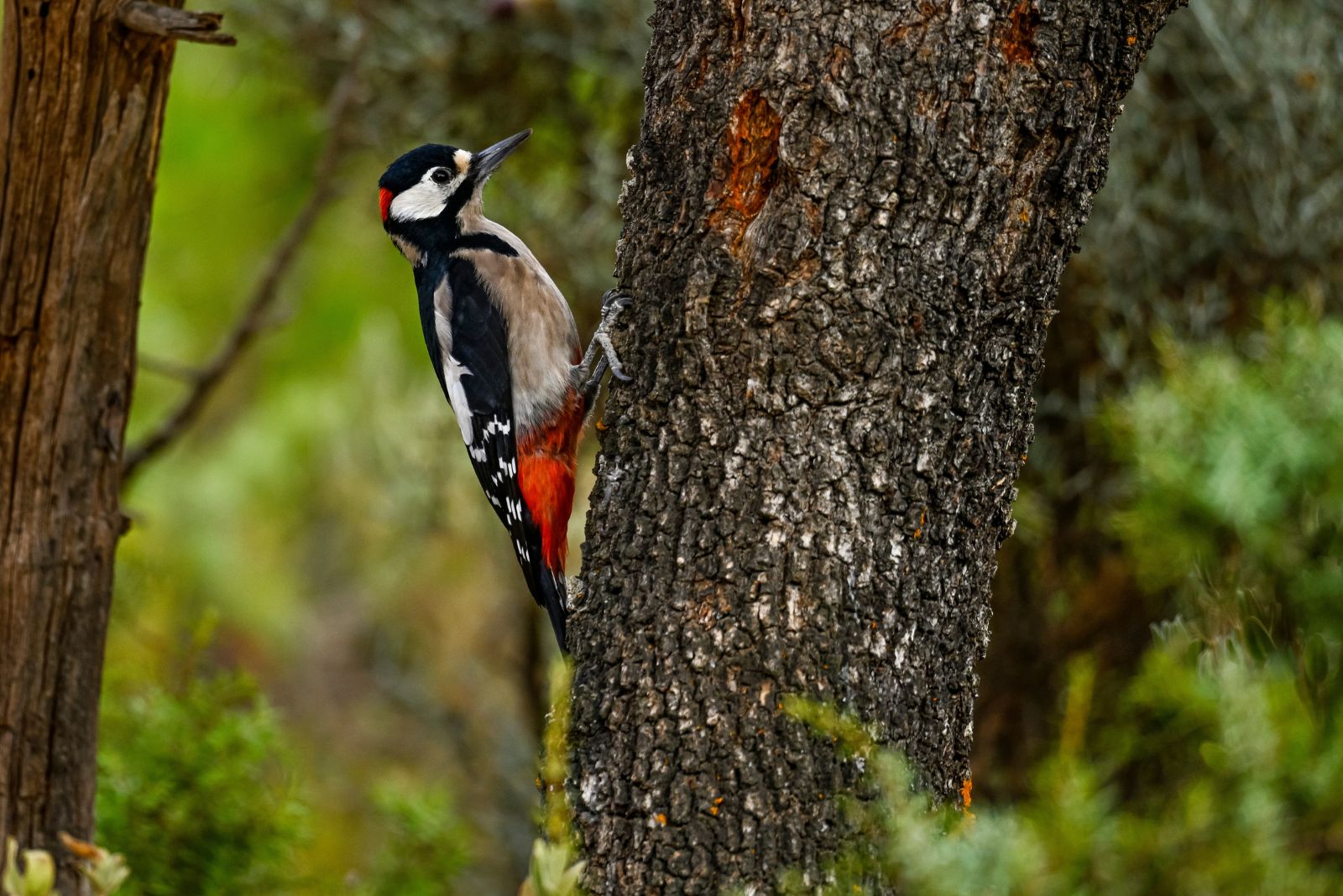 Woodpecker