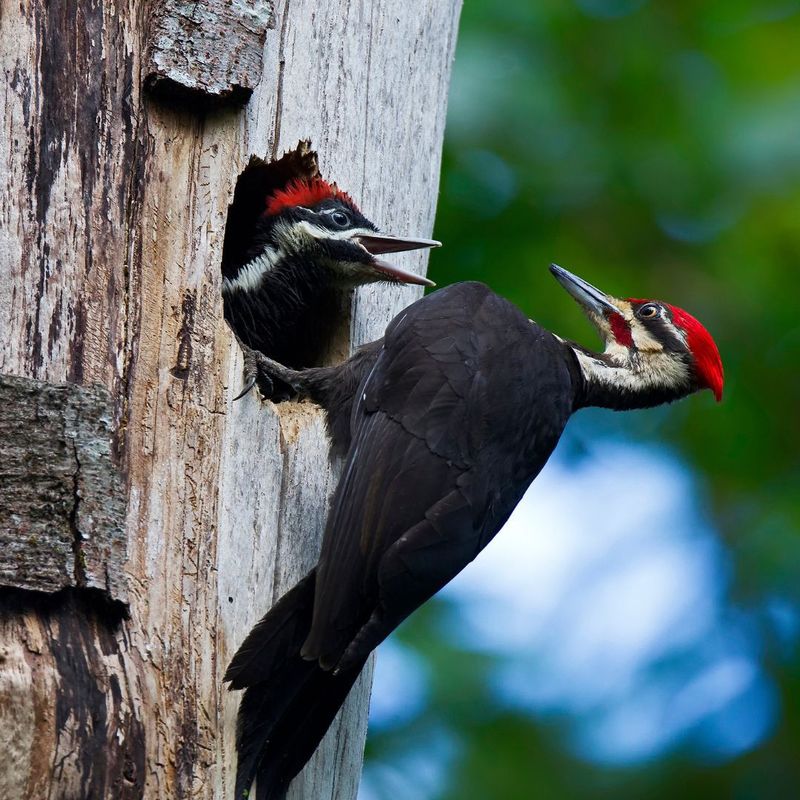 Woodpeckers