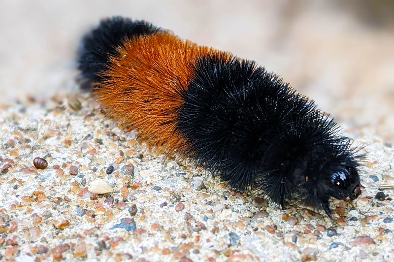 Woolly Bear Caterpillar