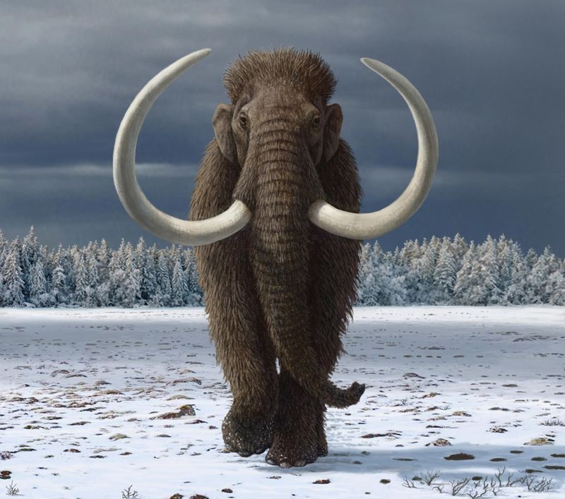 Woolly Mammoth