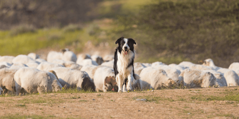 Working Dogs