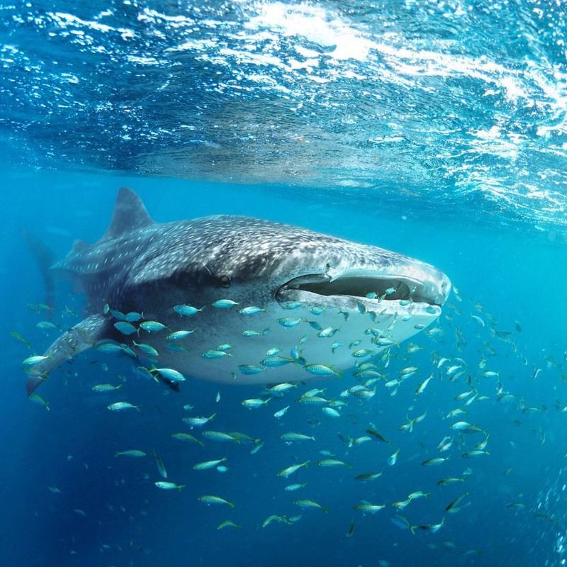 World's Largest Fish