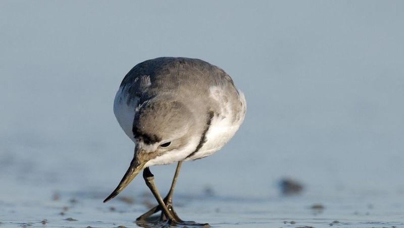 Wrybill