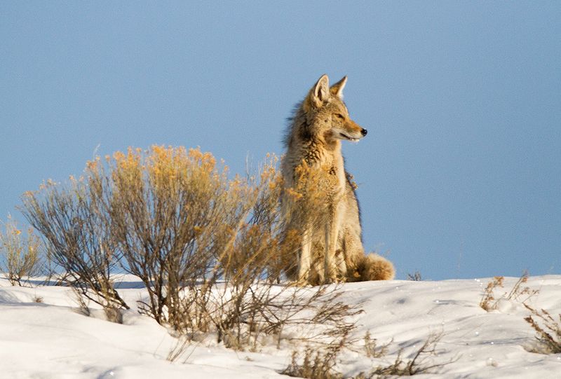 Wyoming