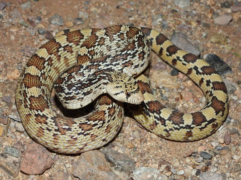 Wyoming's Great Basin Gopher Snake