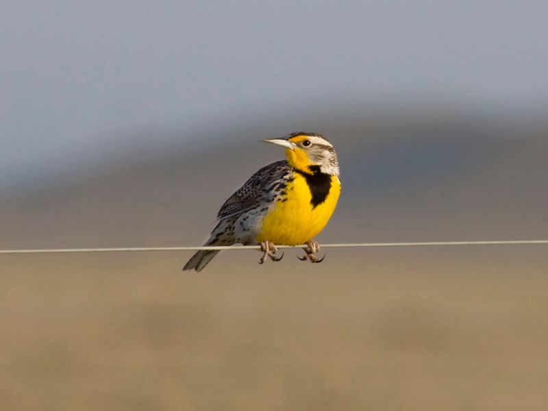 Wyoming - Western Meadowlark