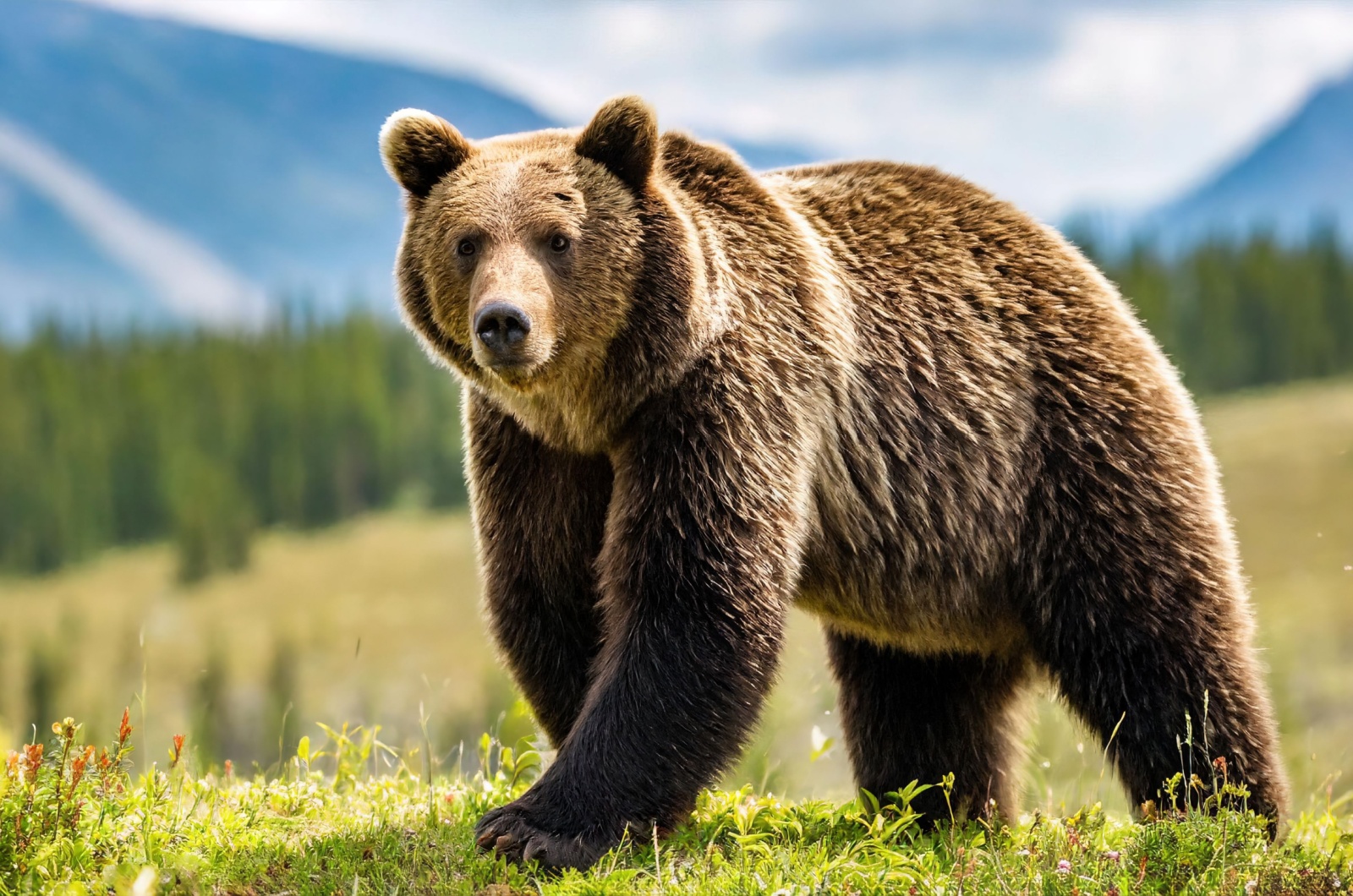 Wyoming grizzly bear