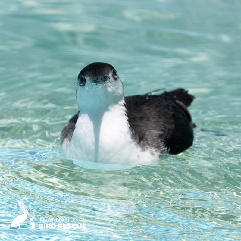 Xantus's Murrelet