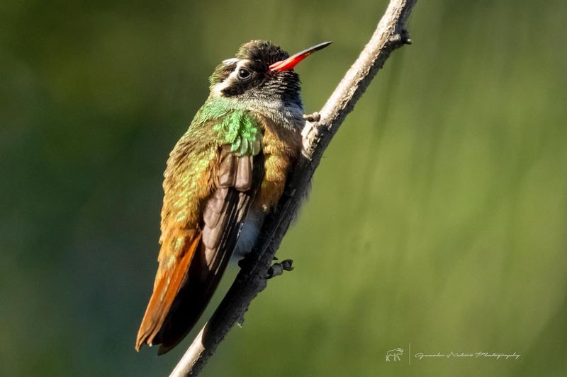 Xantus's Hummingbird