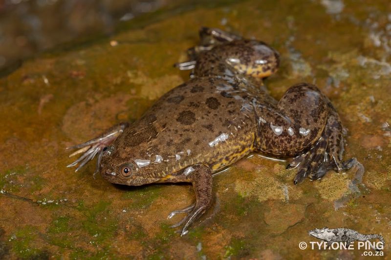 Xenopus