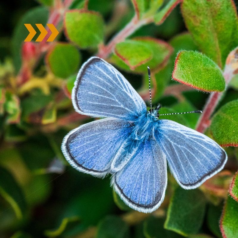 Xerces Blue Butterfly